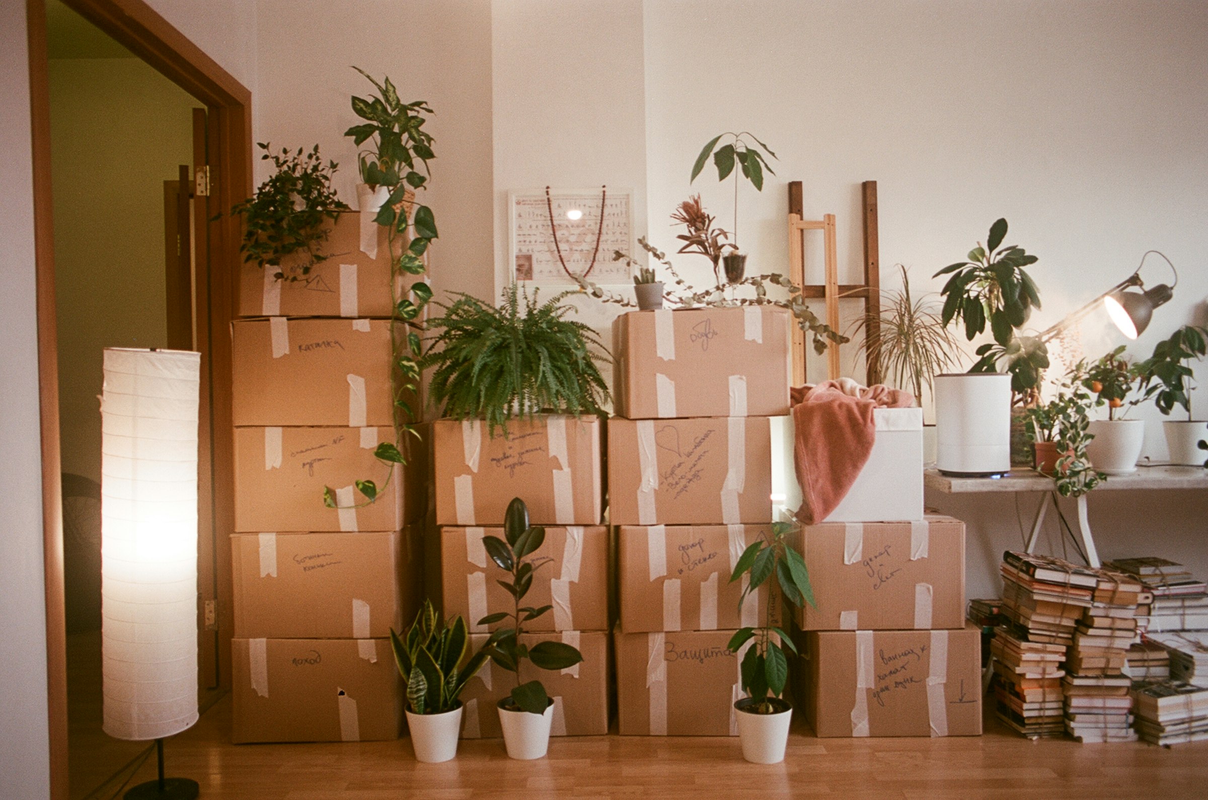 Room with packed boxes and plants